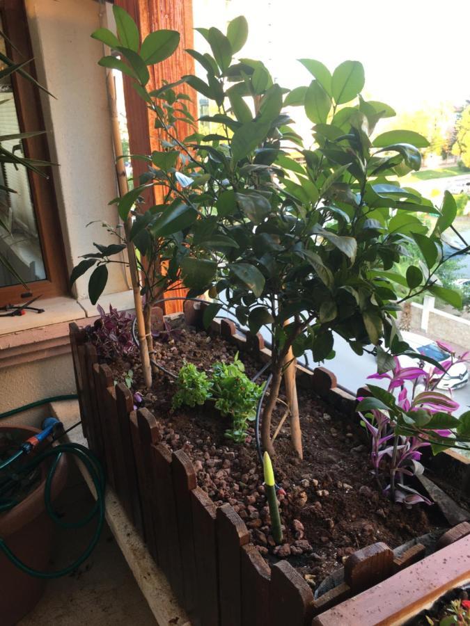 Homestay Orange Garden *