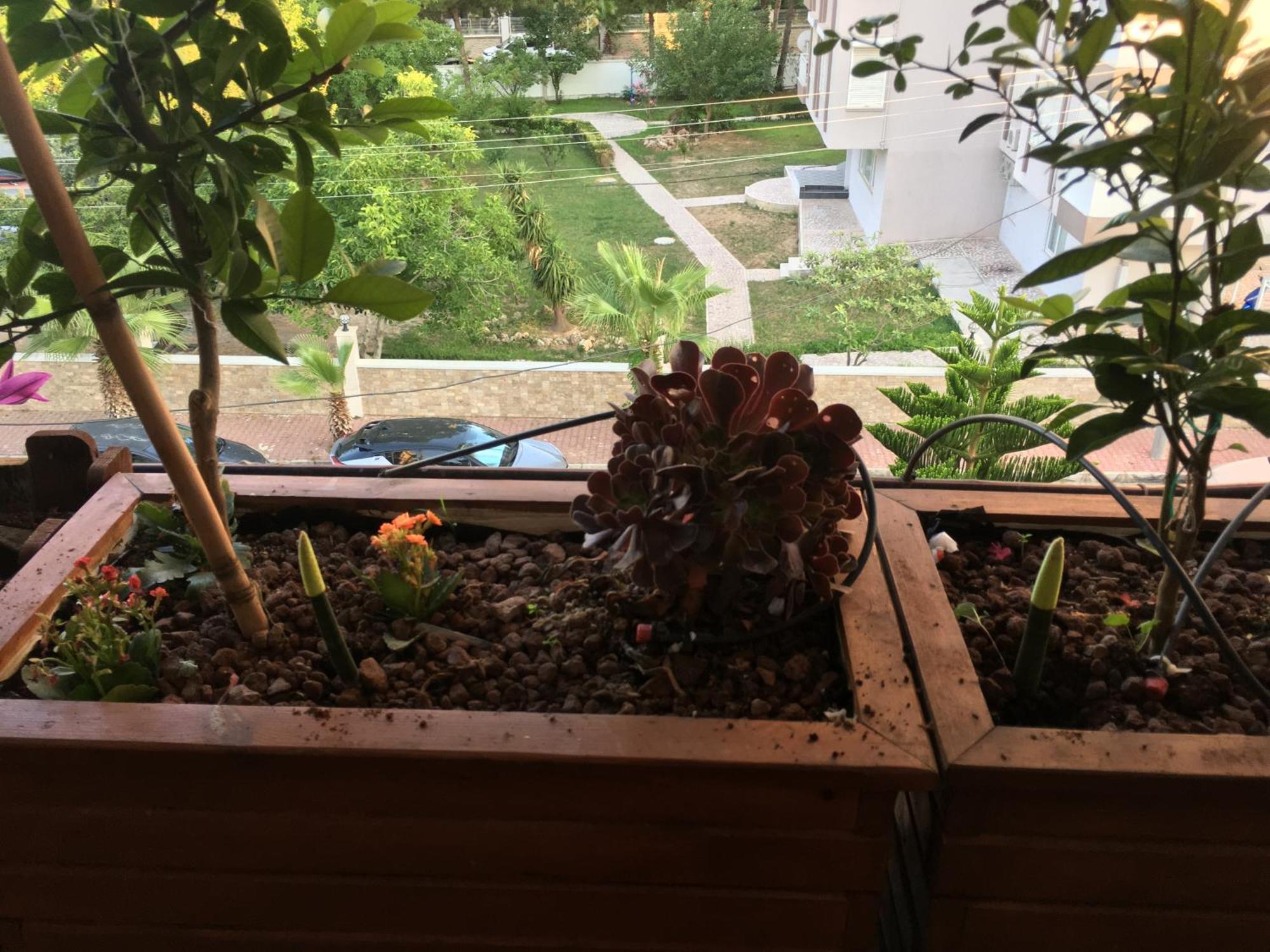 Homestay Orange Garden *