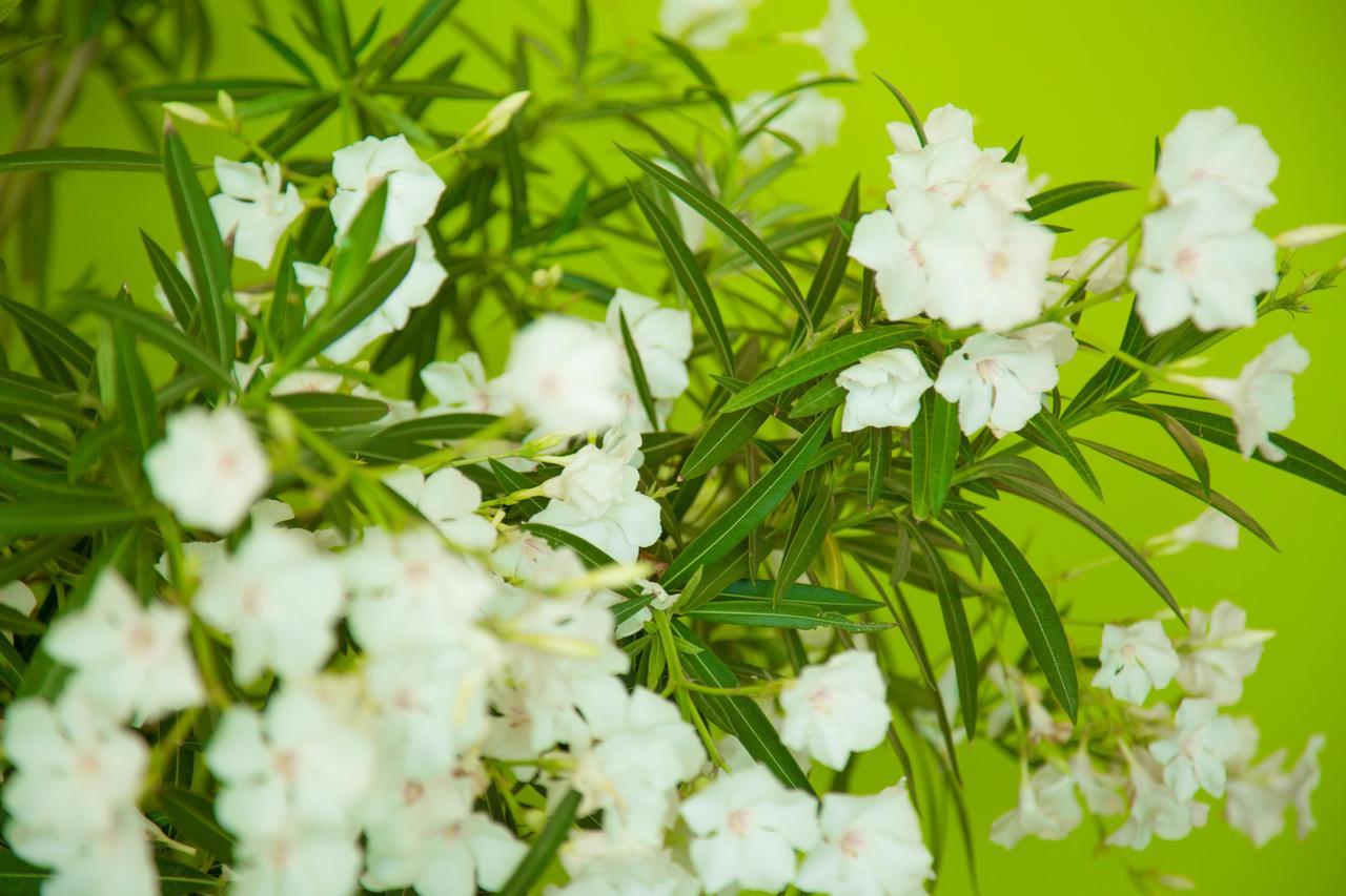 The Lifeco Well-being Detox Center And Vegan Hotel 3*