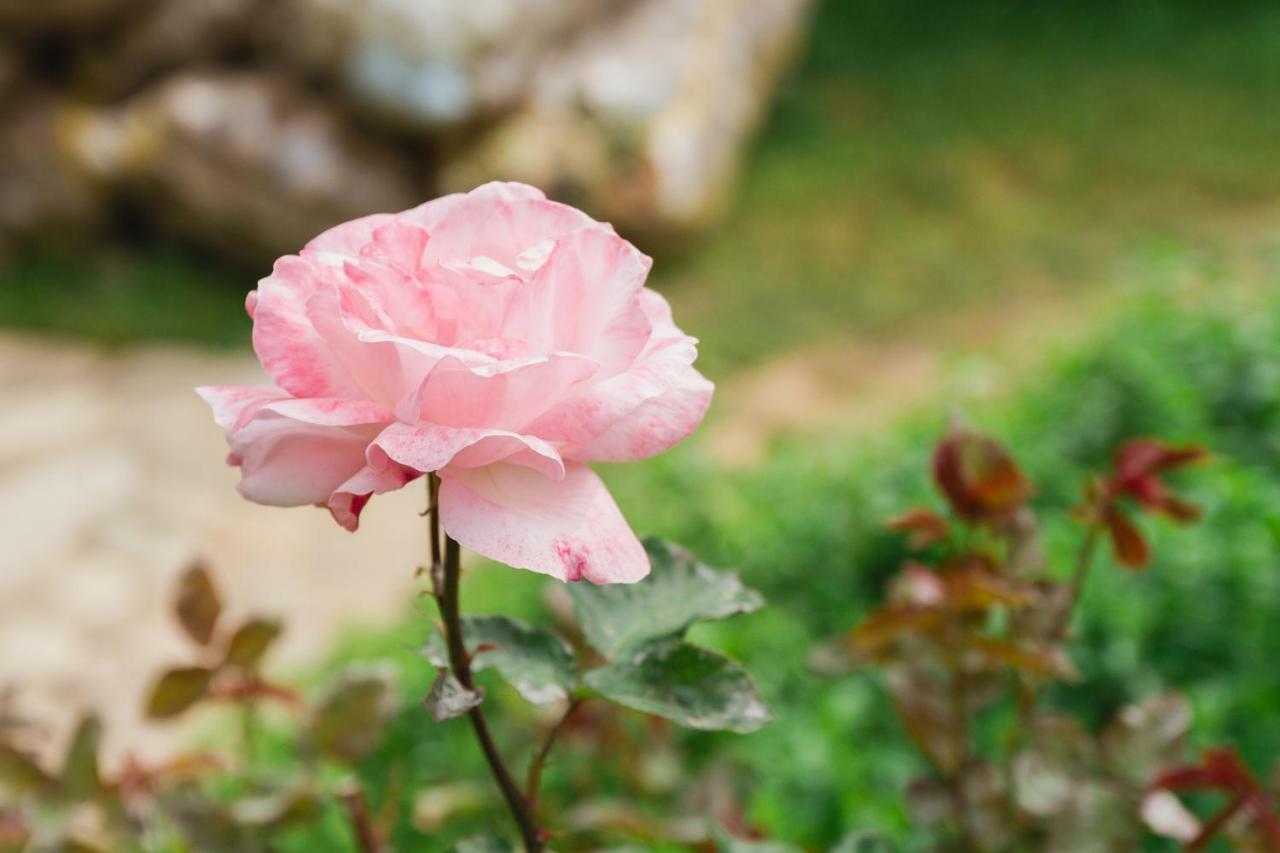 Village Garden Pansiyon *
