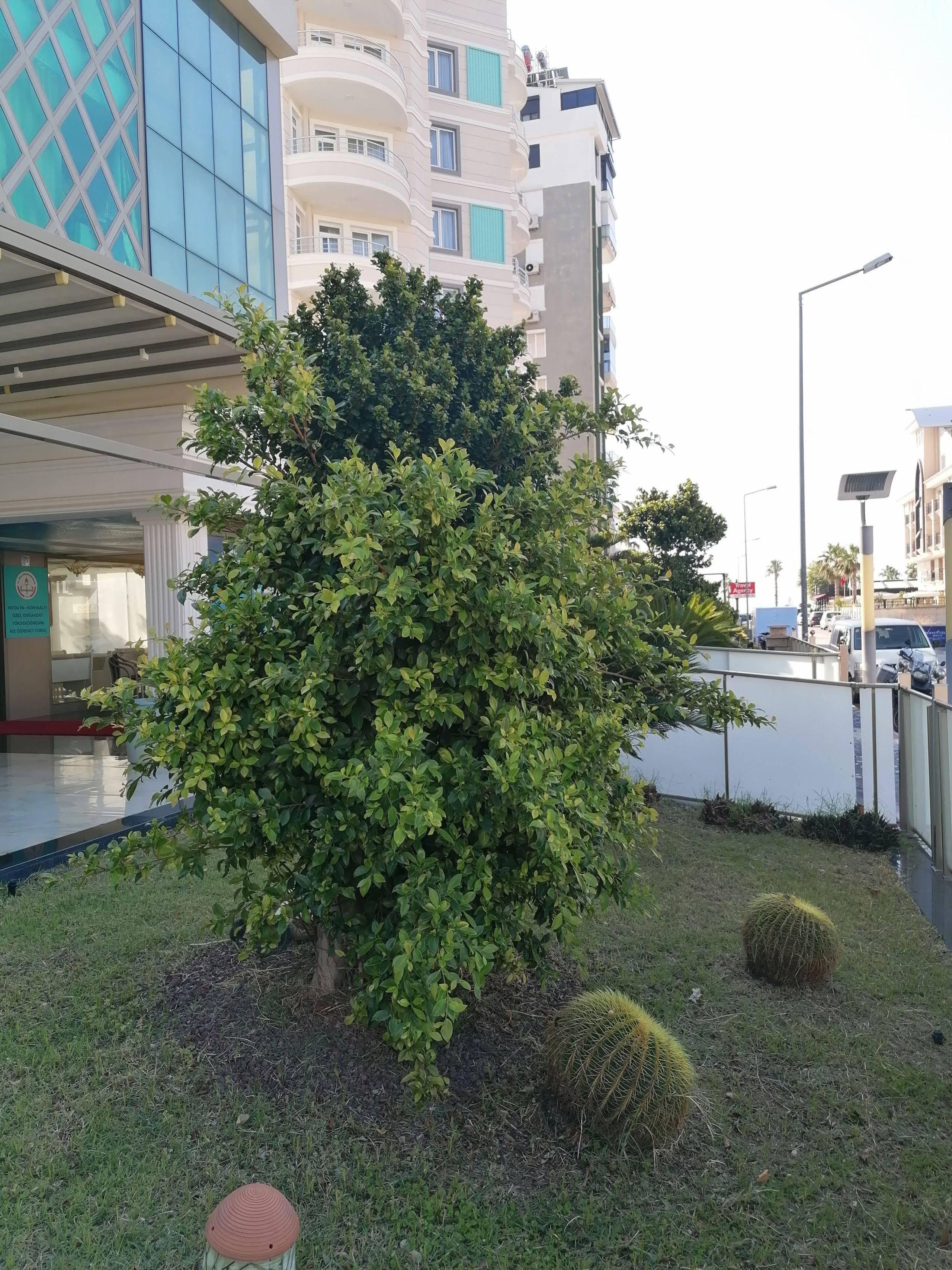 Citrus Park Otel 4*