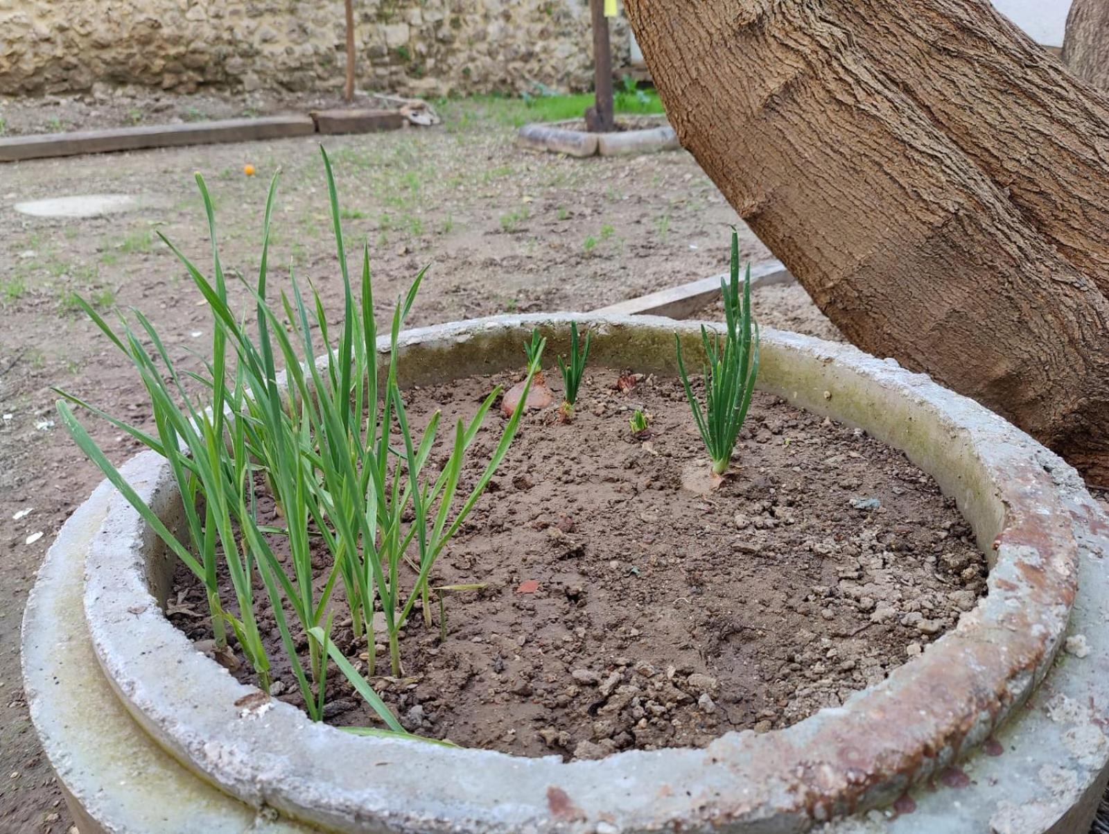 Pansiyon Sefin Villasi *