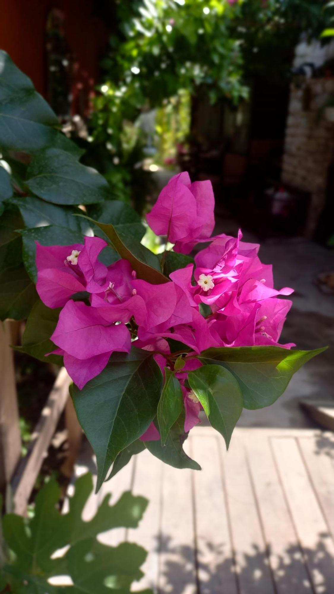 Demeter Rose Stonehouse Pansion Homestay *