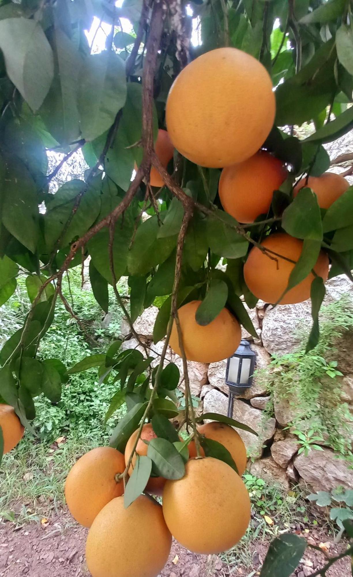Demeter Rose Stonehouse Pansion Homestay Antalya