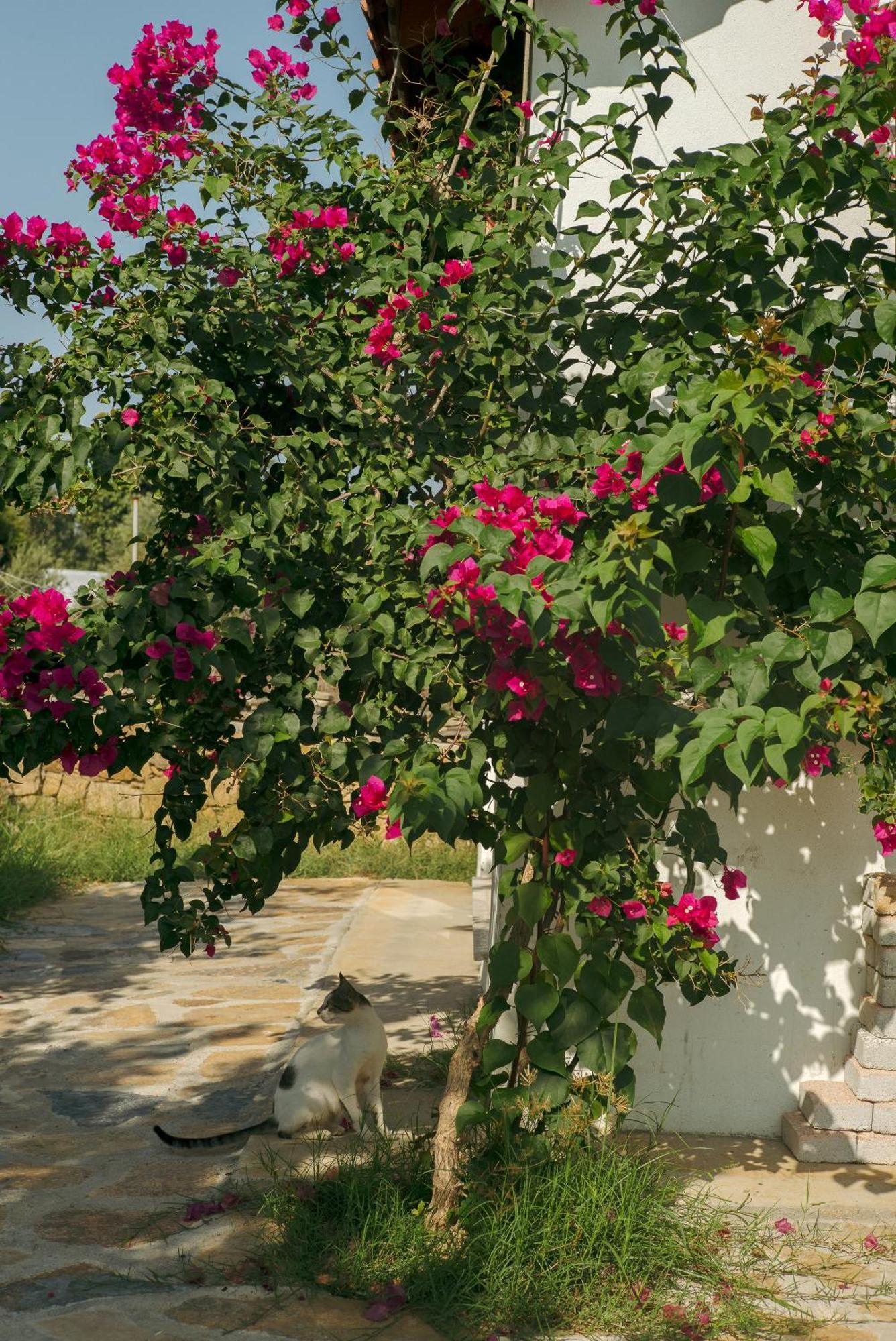 Masal Evimiz