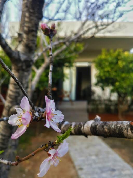Tatil Evi Stylish Garden Retreat, Ultimate Relaxation *