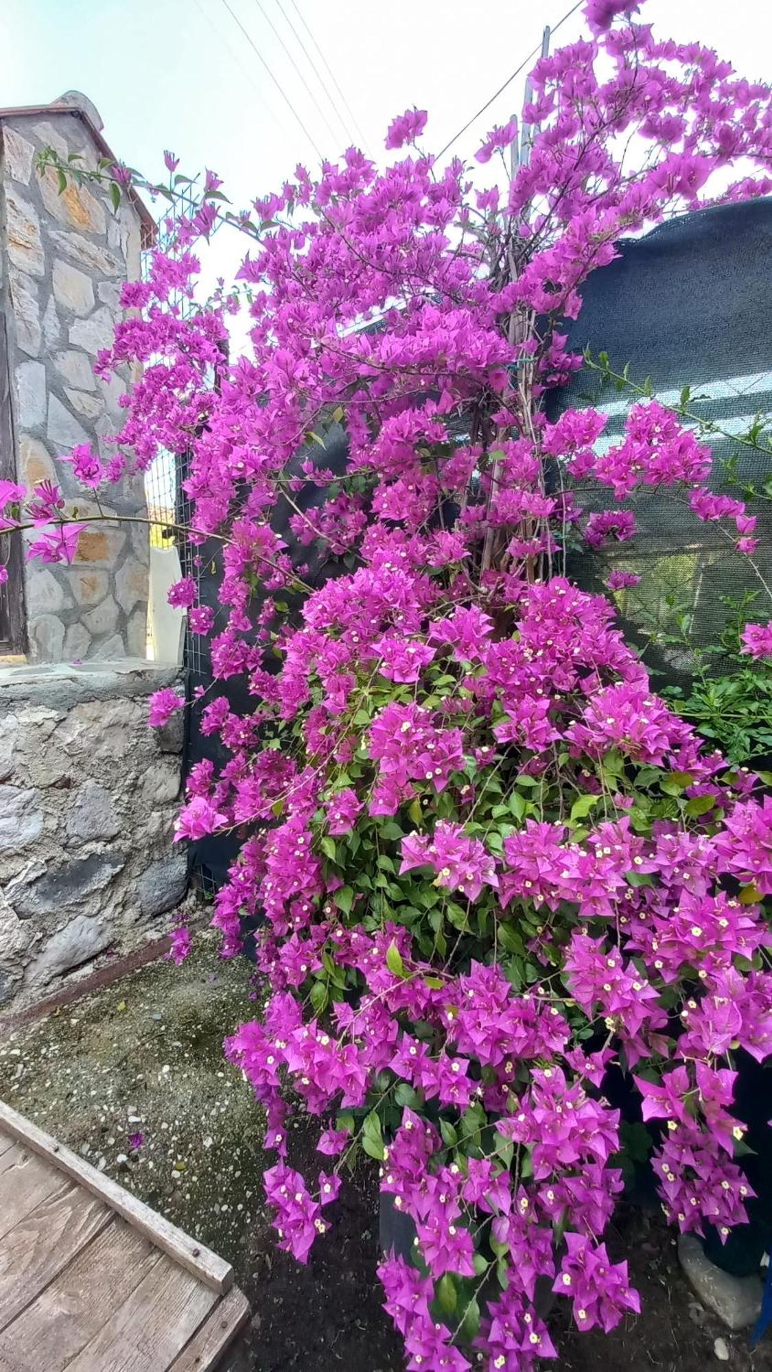 Demeter Rose Stonehouse Pansion Homestay