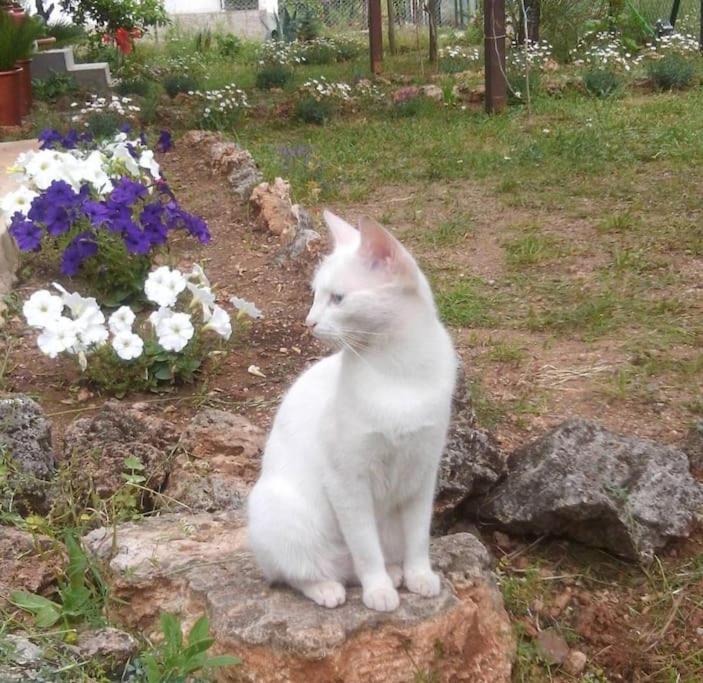 Tatil Evi Gizli Bir Cennet Antalya