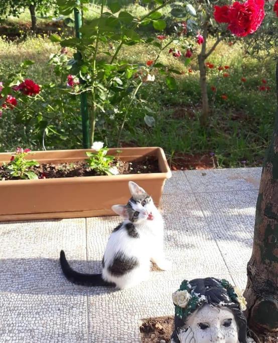 Tatil Evi Gizli Bir Cennet Antalya