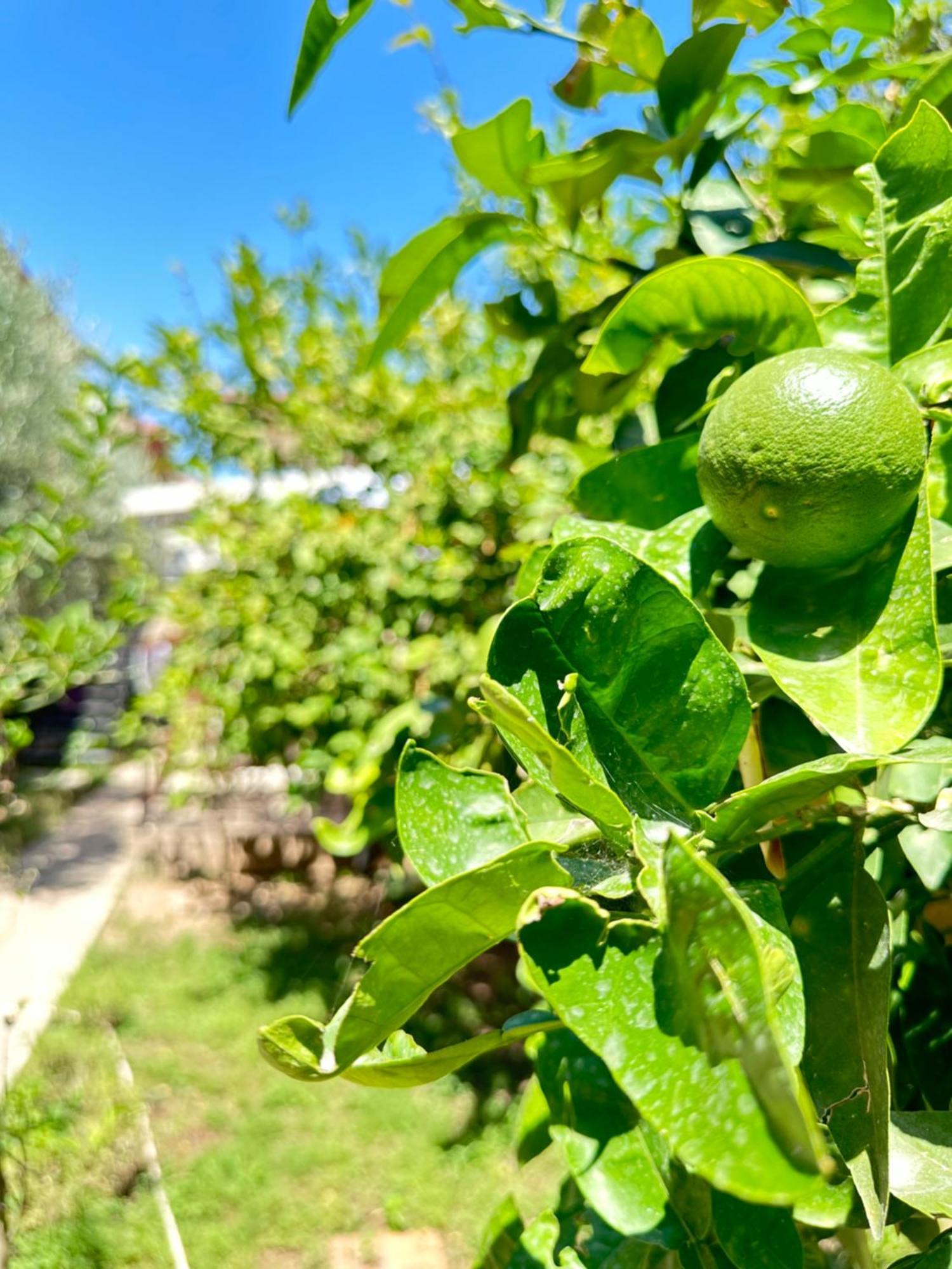 Kaleici Aparts Tatil Evi