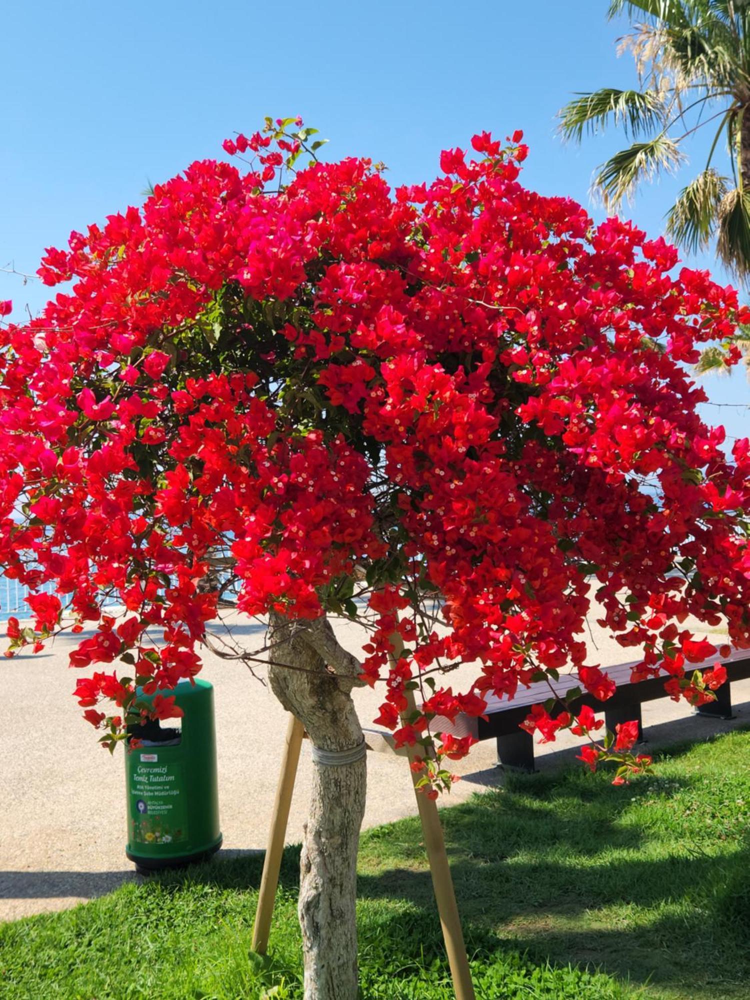 Kuk * Antalya