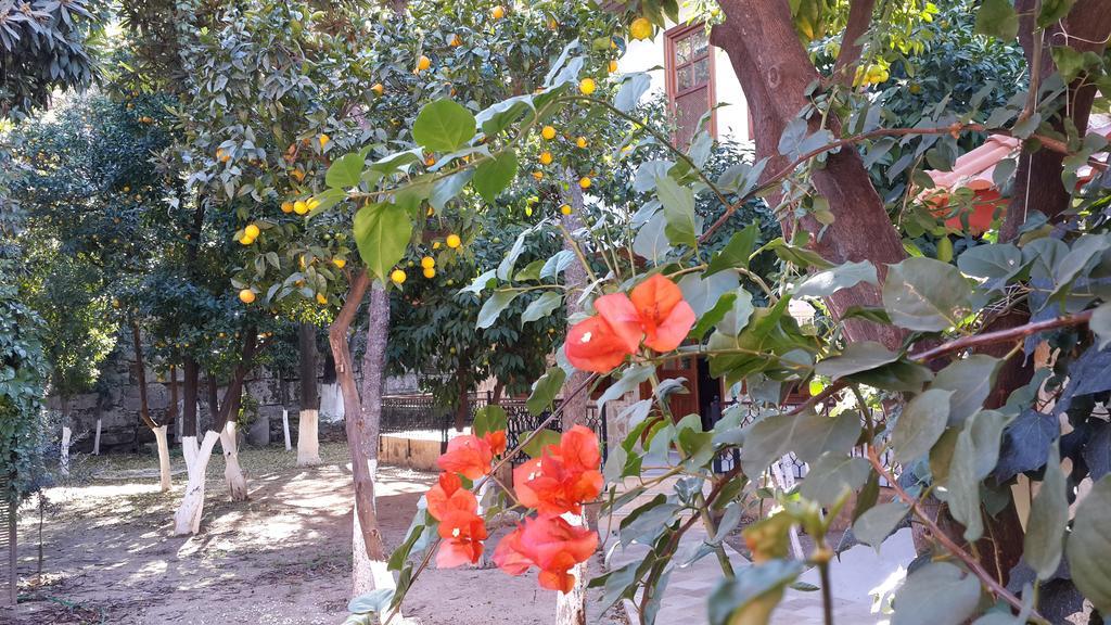 Citrus Garden 3*
