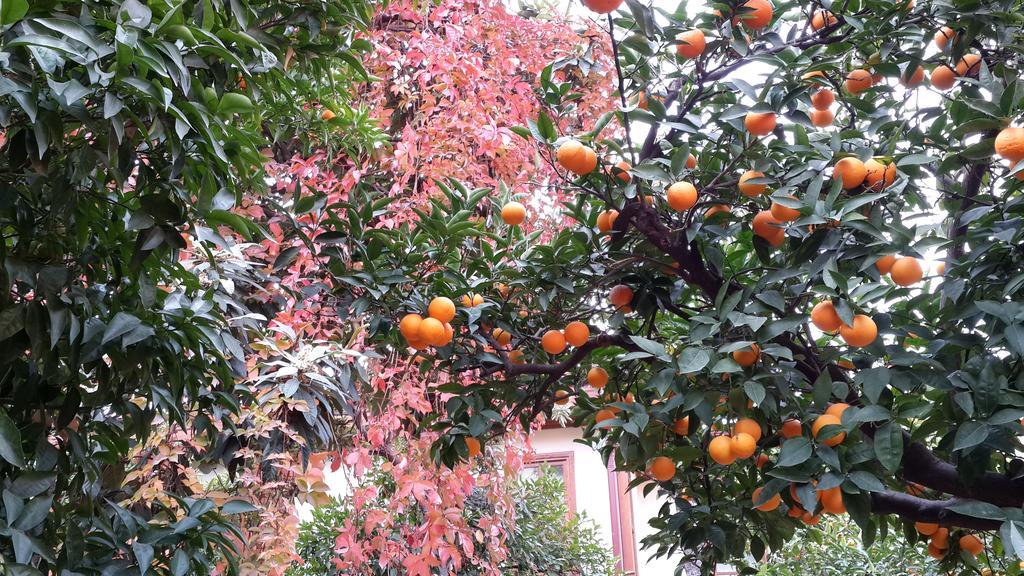 Citrus Garden Hotel Antalya