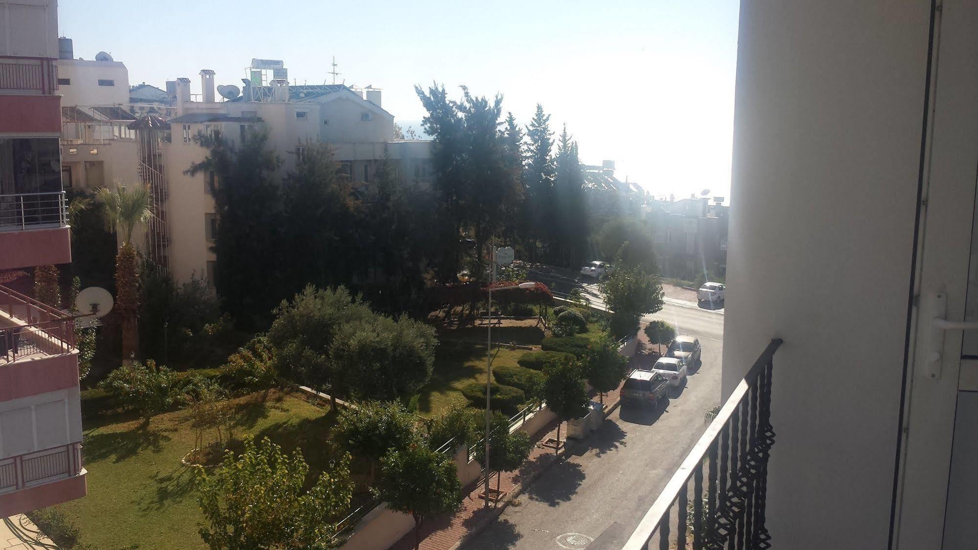 Pinus Antalya