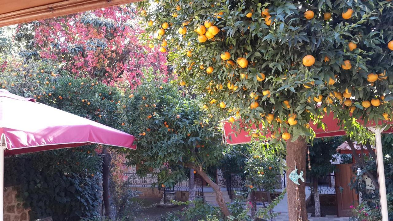 Citrus Garden 3*