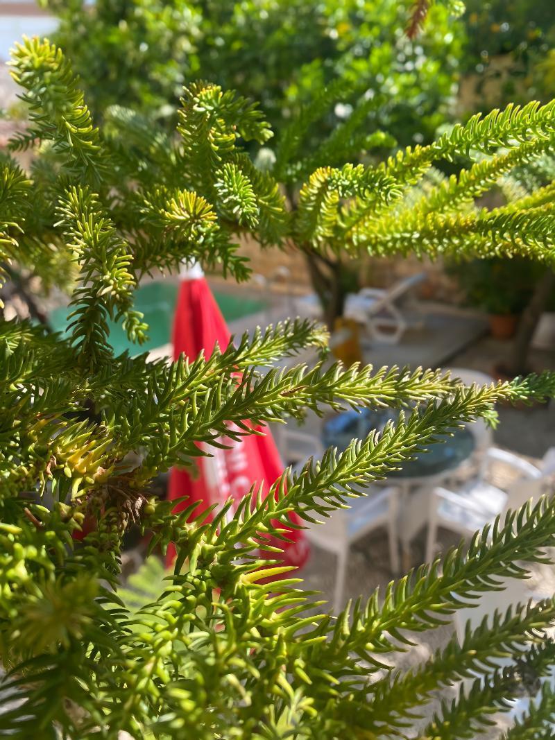 Konak Hotel Kaleici Hotel Antalya