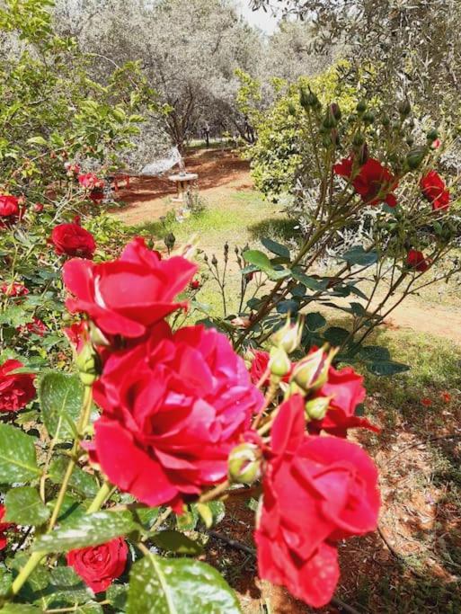 Holiday home Gizli Bir Cennet Antalya