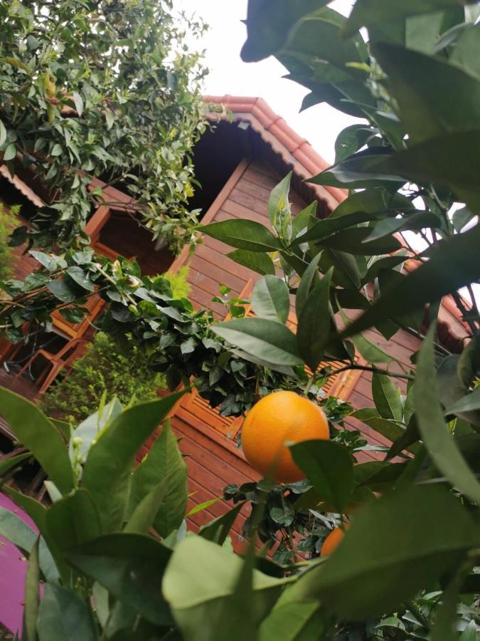 Sahil Pansiyon Bungalow Antalya