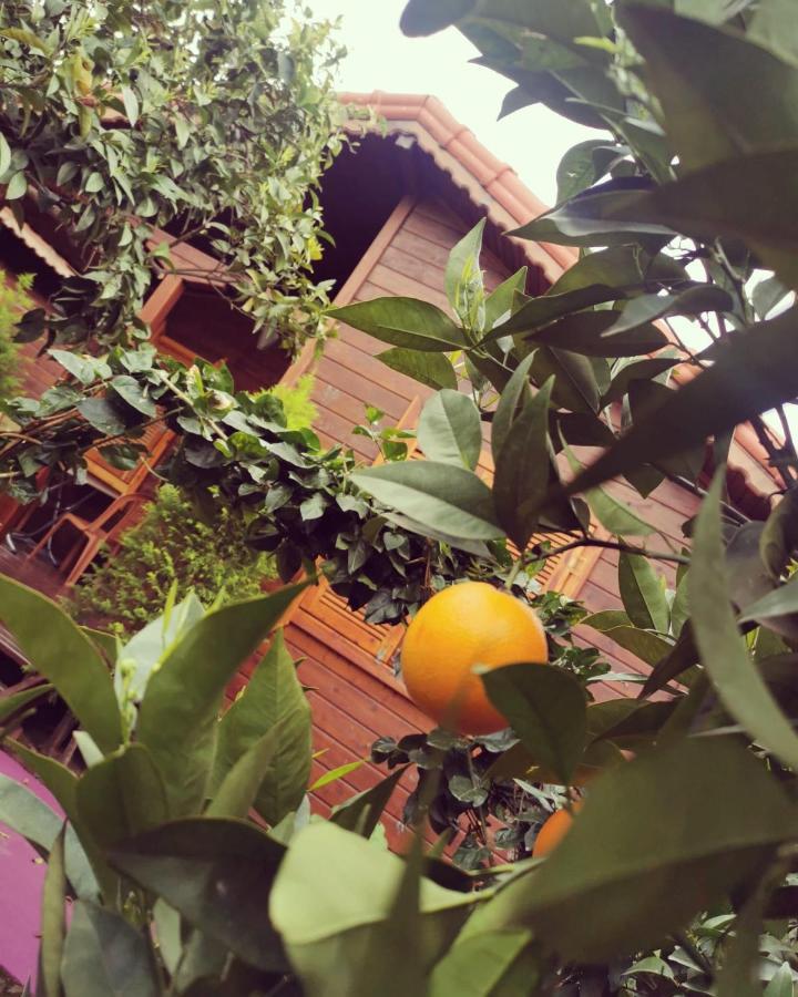 Sahil Pansiyon Bungalow Antalya